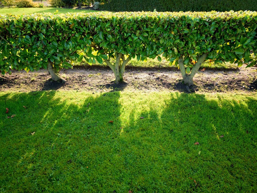 Jak vybrat plot - typy a jejich výhody a nevýhody