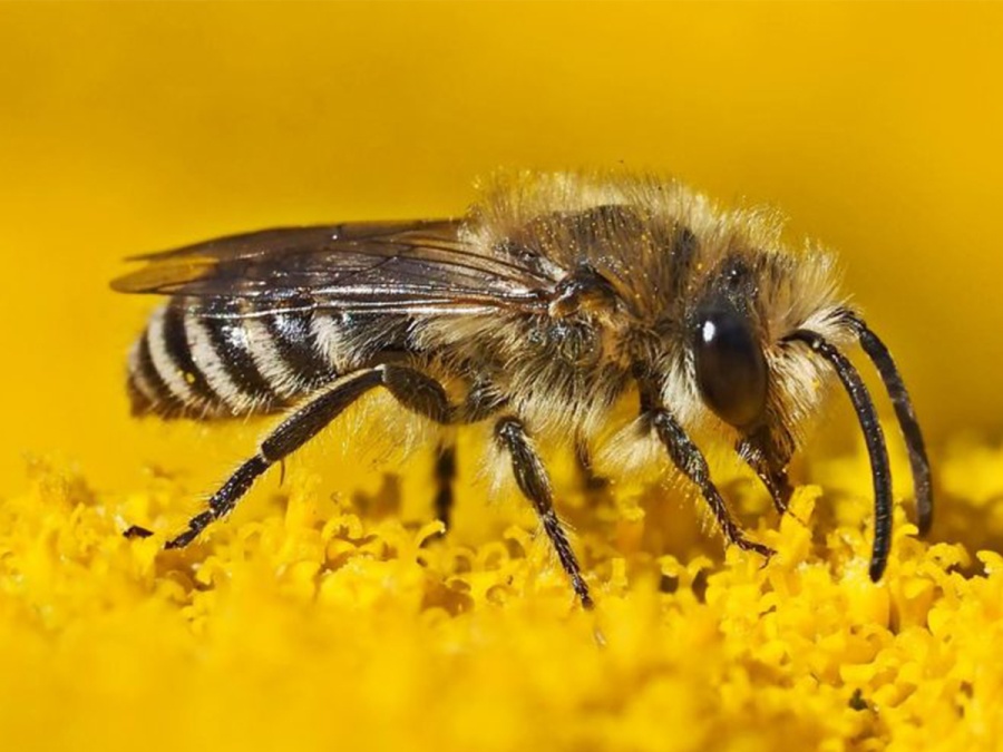 O hmyzom hotelierstve