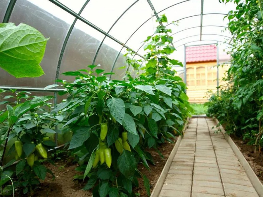 Skleník Scobax Econom