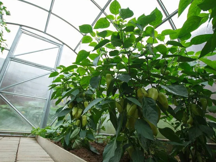 Skleník Scobax Econom