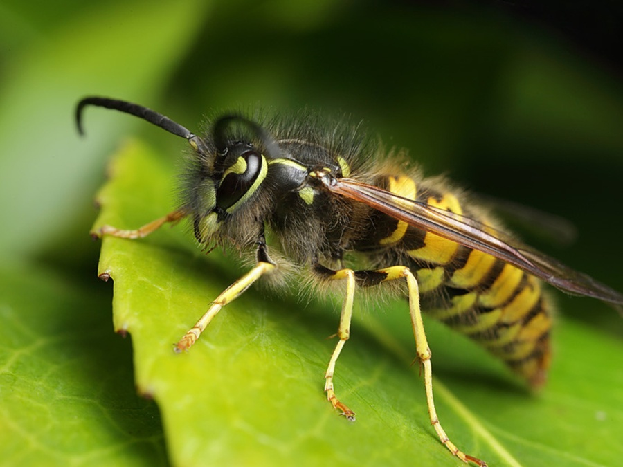 O hmyzím hoteliérství