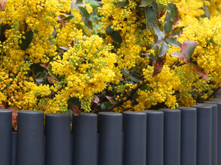 Záhradná palisáda Scobax Florange