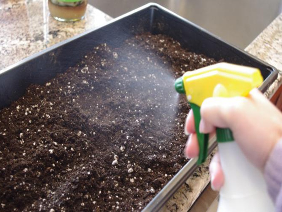 Sbohem škůdci aneb dezinfekce skleníku